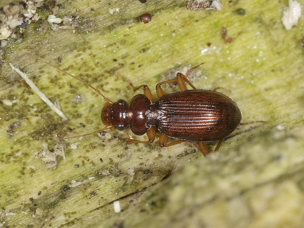 Leistus quale? L. ferrugineus